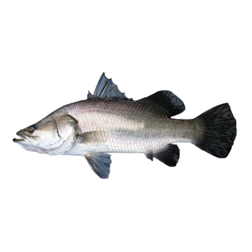 Picture of Koral Fish ( 2.5 - 3 kg) - 1 kg
