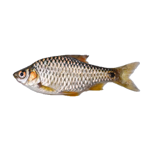 Picture of Deshi Puti Fish (25 - 28 pcs) - 1 kg