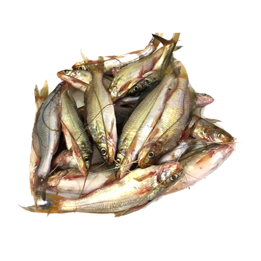 Picture of River Gulsha Fish ( 15-20 pcs ) - 1 kg