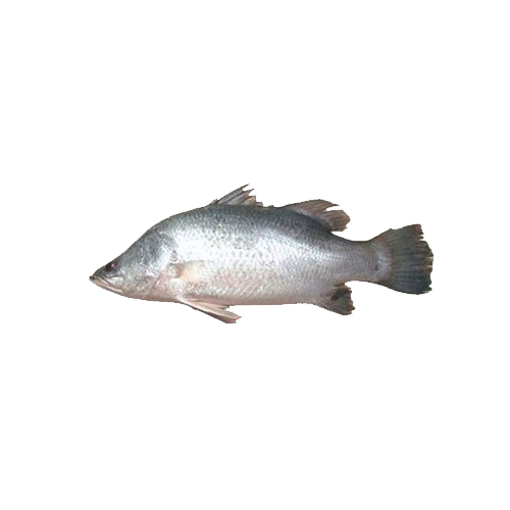 Picture of Vetki Fish - 1 kg